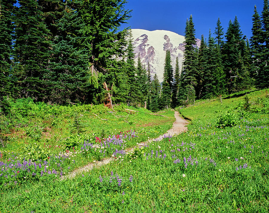 Hiking Trail And Summer Wildflowers Photograph by Panoramic Images