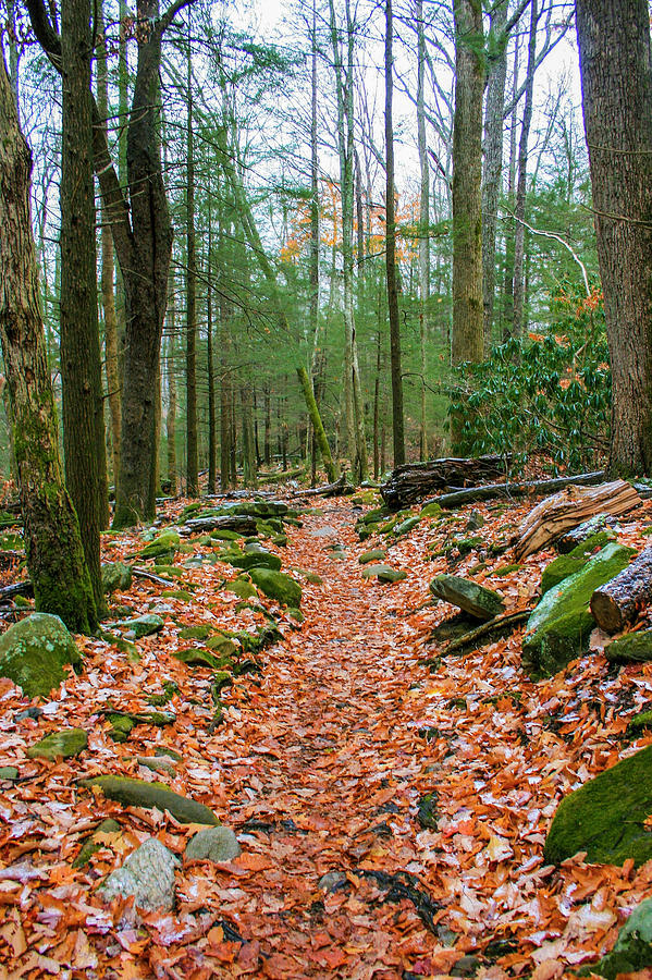 Hiking Trail in Autumn Photograph by Robert Wilder Jr