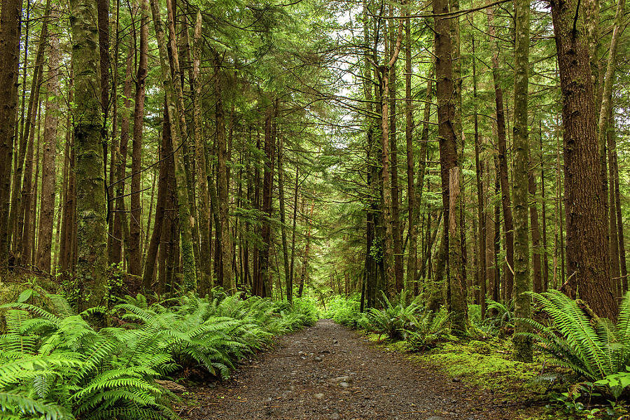 Hiking trail, Olympic National Forest, Washington  Photograph by Julieta Belmont