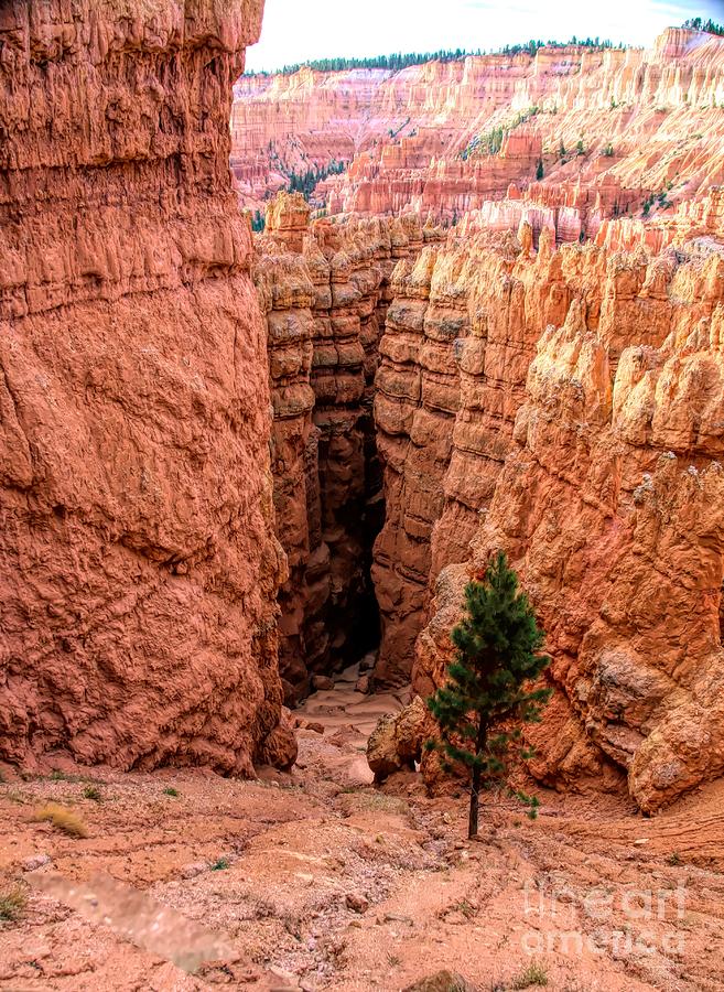 Hiking Trails Bryce Canyon National Park  Photograph by Chuck Kuhn