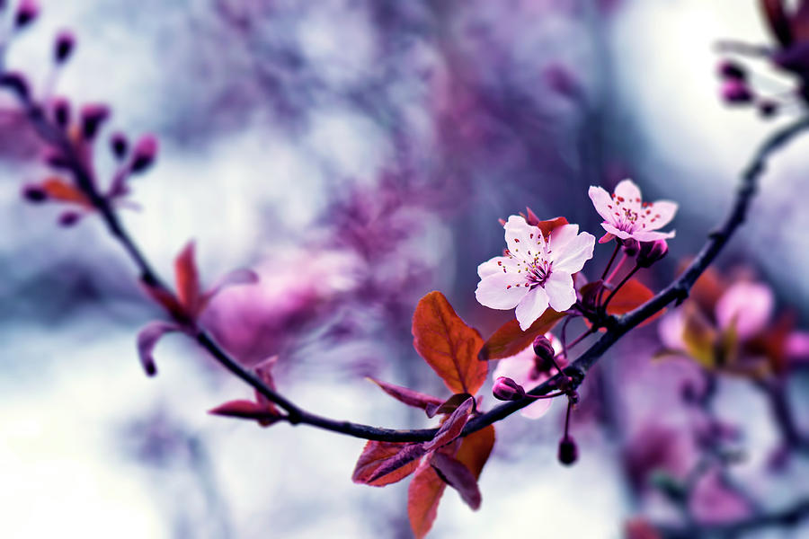 Hill Cherry - Cherry Blossom - Sakura Photograph by Ashira Vision ...