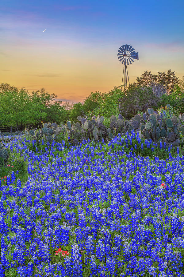 Hill Country Bluebonnet Evening 4081 Photograph by Rob Greebon