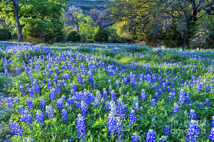 Hill Country Landscape Photograph by Bee Creek Photography
