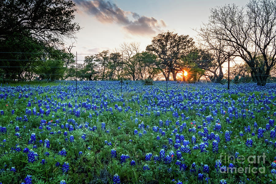 Hill Country Bluebonnet Sunset Photograph By Bee Creek Photography ...