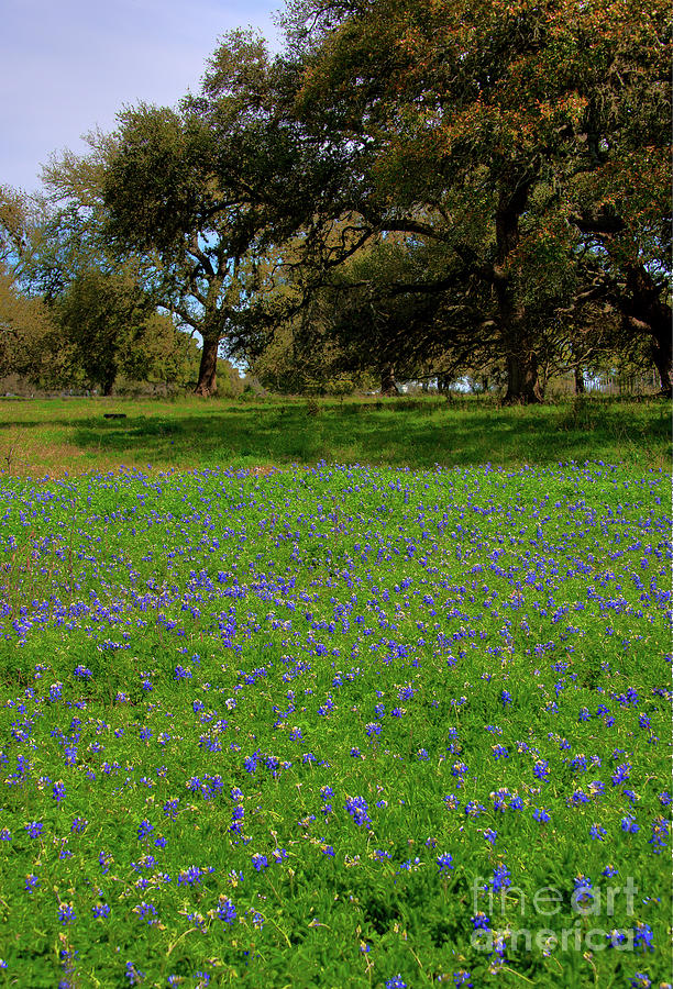 Hill Country Bluebonnets Photograph