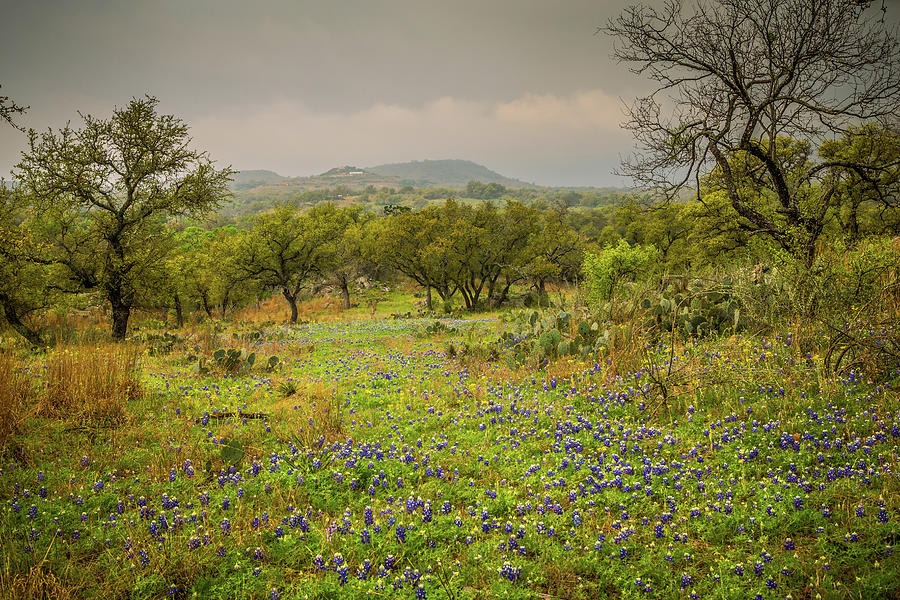 Hill Country Meadow Photograph by Tom Weisbrook