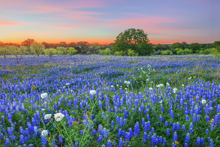 Hill Country of Bluebonnets 4141 Photograph by Rob Greebon - Fine Art ...