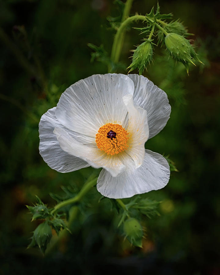 Texas Hill Country Poppy  Photograph by Harriet Feagin