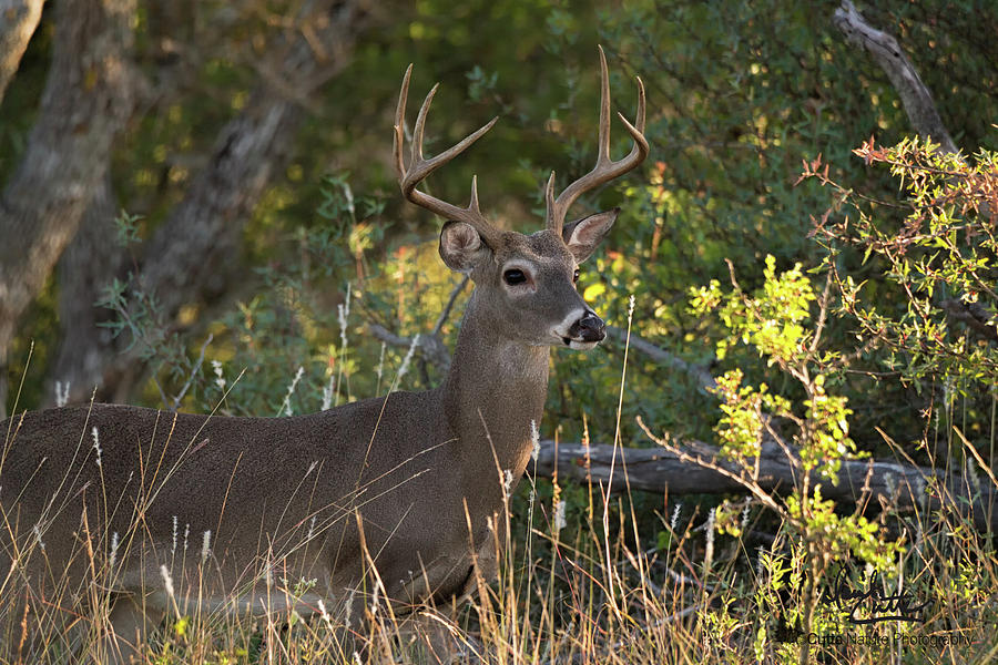 Hill Country White-tail by David Cutts Hill Country White-tail by David Cutts