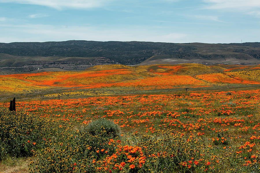 Hill Covered With Poppy Flowers Photograph by Ivete Basso Photography