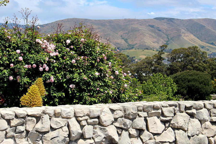 Hills And Roses Photograph