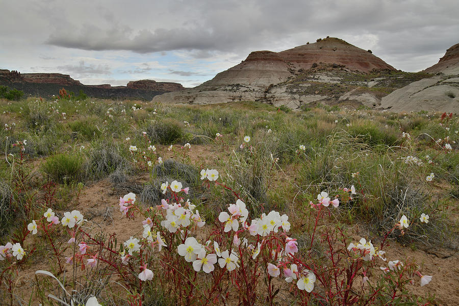 Hills of Wildflowers in Grand Junction Photograph by Ray Mathis