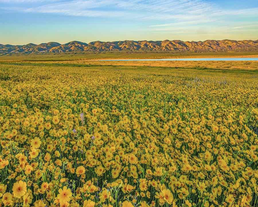 Hillside Daisy, Superbloom, Temblor Range, Carrizo Plain Nm, California Photograph by Tim Fitzharris