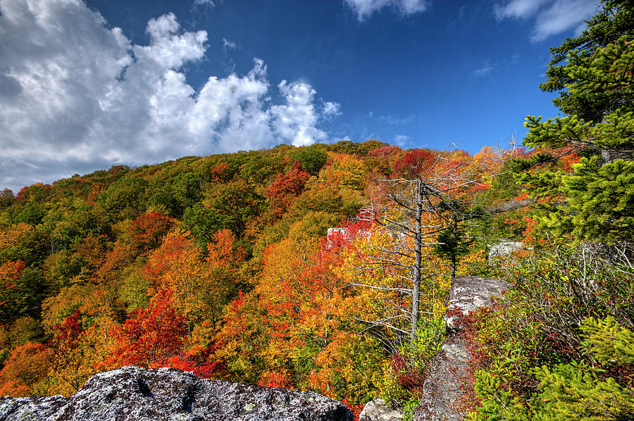 Hillside of color Photograph by Dan Friend