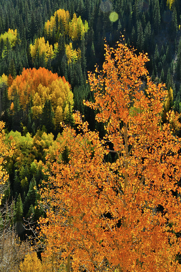 Hillside of Glowing Aspens Photograph by Ray Mathis