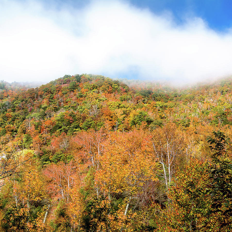 Hillside of Sycamore Photograph by M E Cater