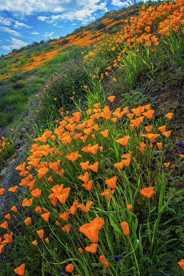 Hillside Poppies in Lake Elsinore Photograph by Lynn Bauer