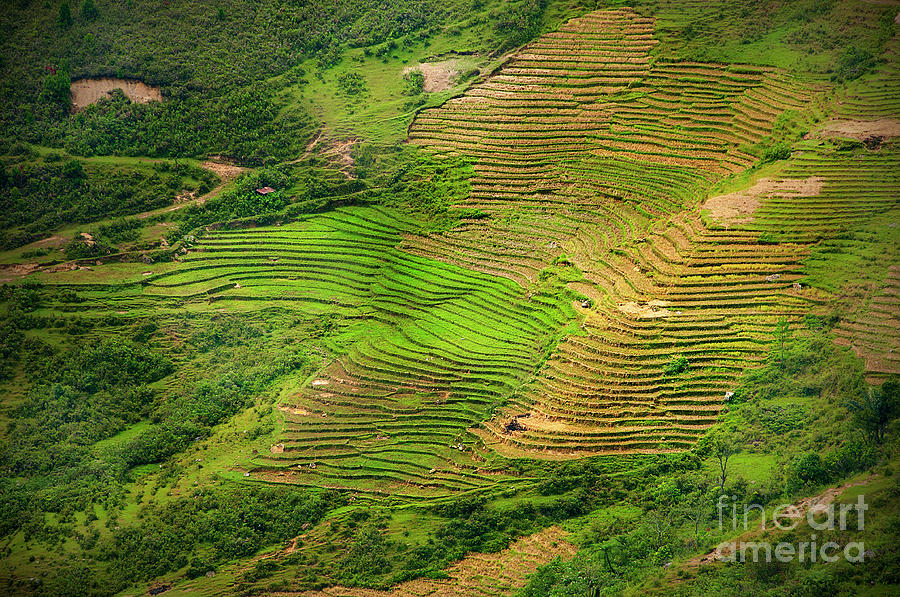 Hillside Rice Paddy Terrace Photograph by Photo By Sayid Budhi