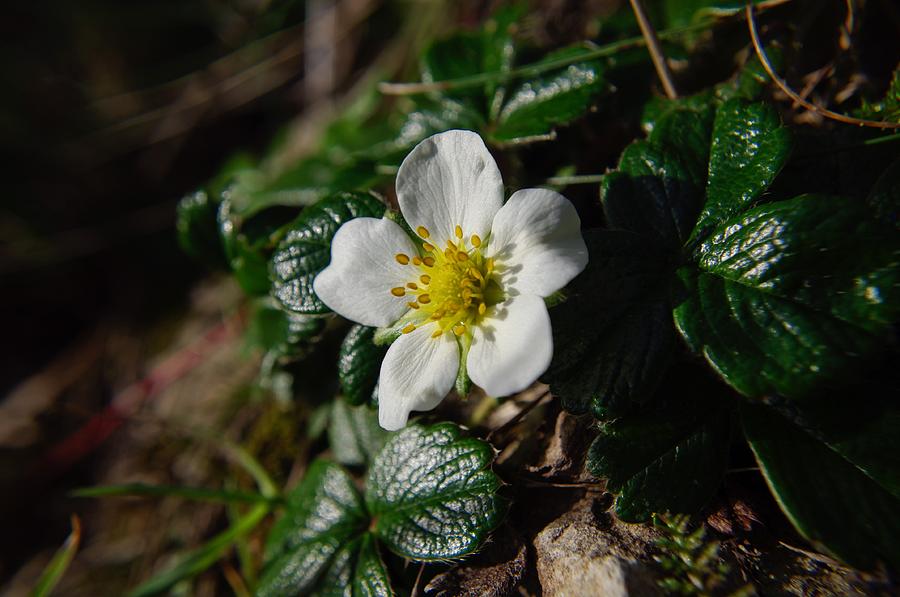 Hillside Strawberry Bloom Photograph by Adria Trail