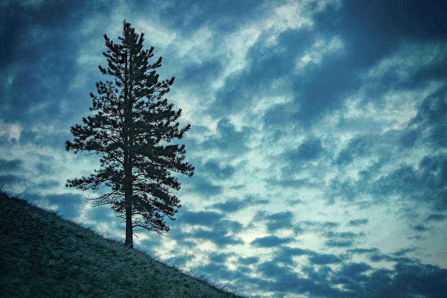 Hillside Tree Photograph by Todd Klassy