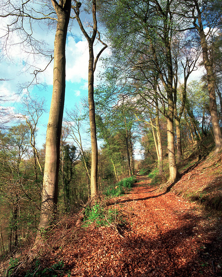 Hillside woodland footpath Photograph by Seeables Visual Arts