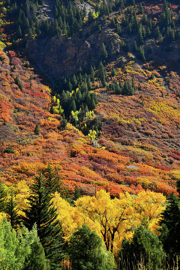 Hillsides of Fall Color near Redstone, Colorado Photograph by Ray Mathis