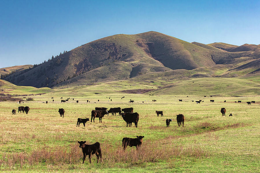 Hilly Herd Photograph by Todd Klassy