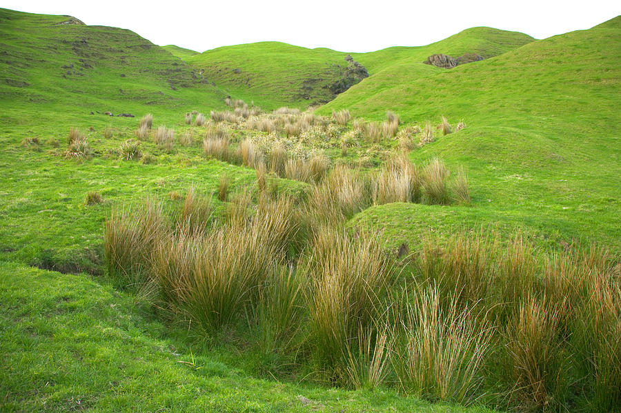 Hilly Pasture With Tussock Grass, Dusk Photograph by Eastcott Momatiuk