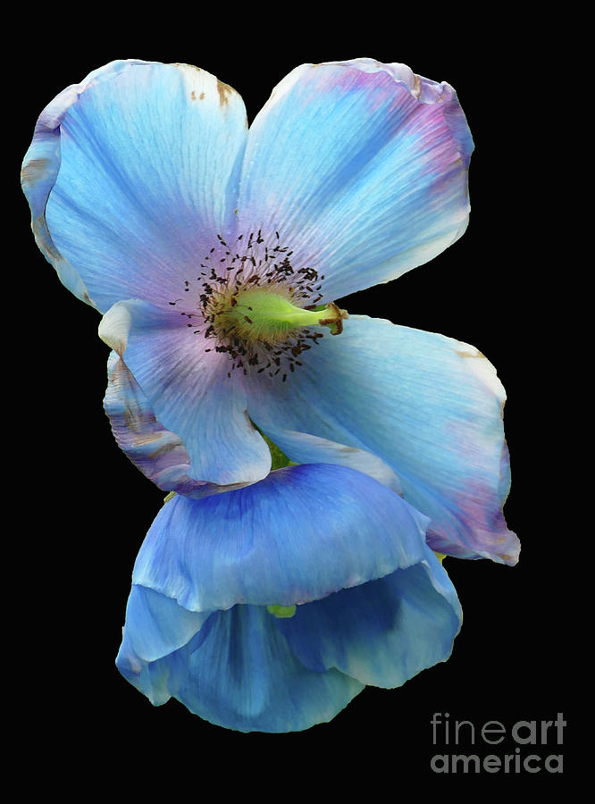 Himalayan Blue Poppy Photograph by Cindy Manero