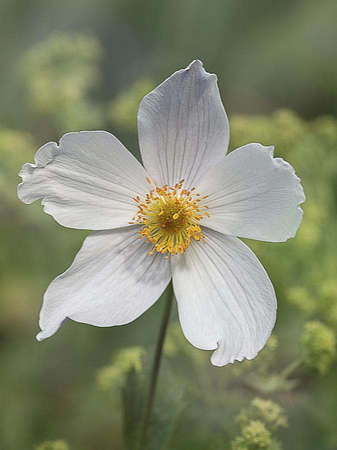 Himalayan Blue Poppy in White by TL Wilson Photography by Teresa Wilson Himalayan Blue Poppy in White by TL Wilson Photography by Teresa Wilson