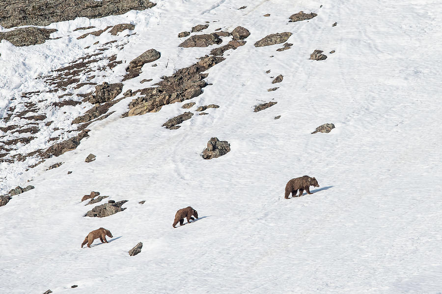 Himalayan Brown Bear Female With Cubs, Ladakh, India Photograph by Nick