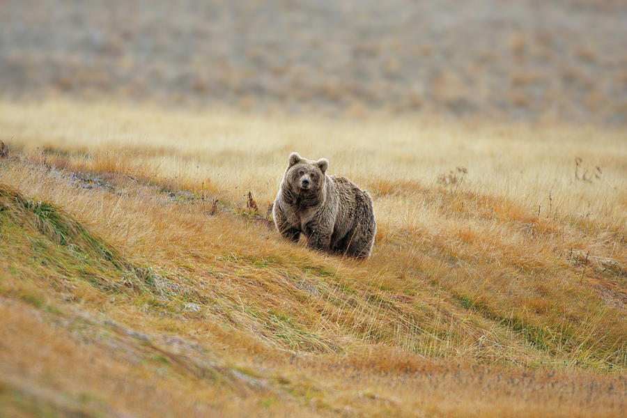Himalayan Brown Bear Photograph by Nadeem Khawar