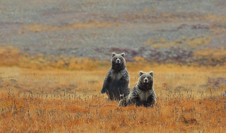 Himalayan Brown Bear Photograph by Zahoor Salmi