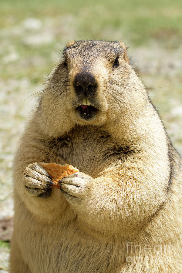 The Legendary Gold-Digging Himalayan Marmot