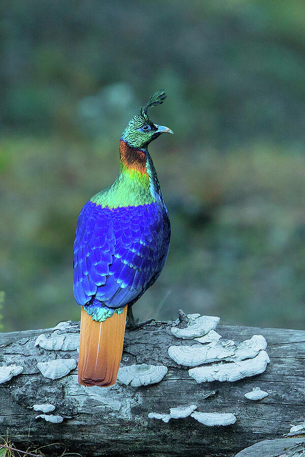 Himalayan Monal Male Perched On Branch, Uttarakhand, India. Photograph ...