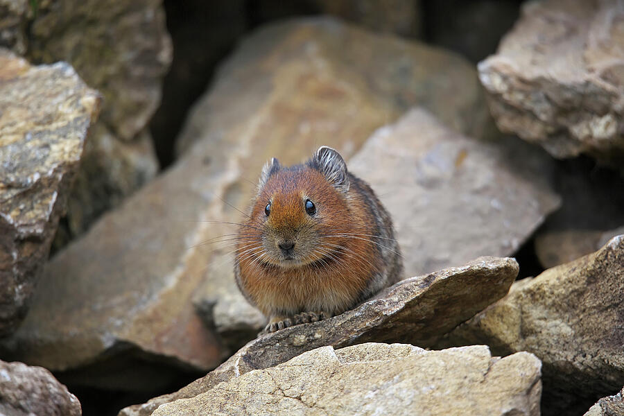 Himalayan Pika Mt Qomolangma National Park, Qinghai Tibet Photograph by ...