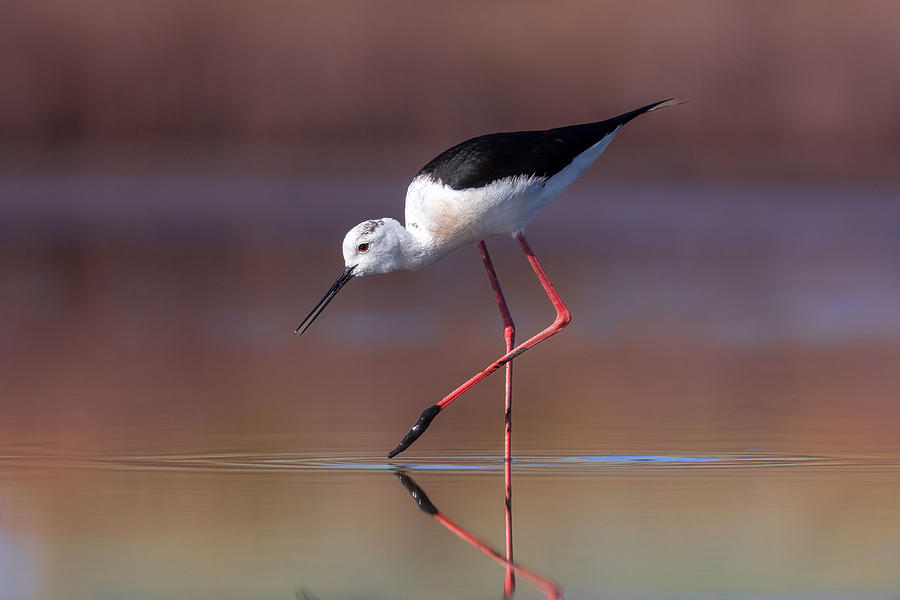 Himantopus Himantopus Photograph by Ciro De Simone - Fine Art America