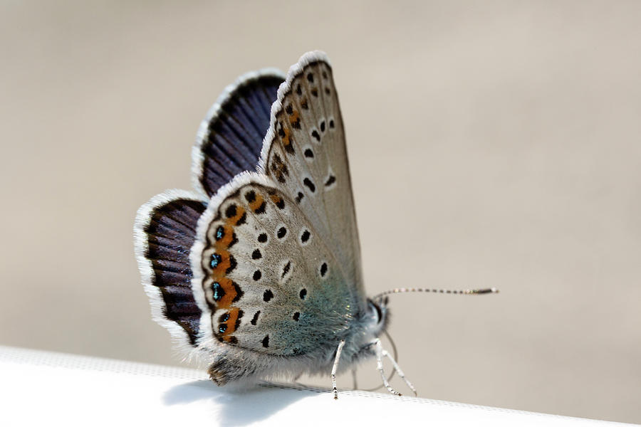 Adonis Blue Photograph - Himmelblauer Blaeuling by Iris Richardson Adonis Blue Photograph - Himmelblauer Blaeuling by Iris Richardson