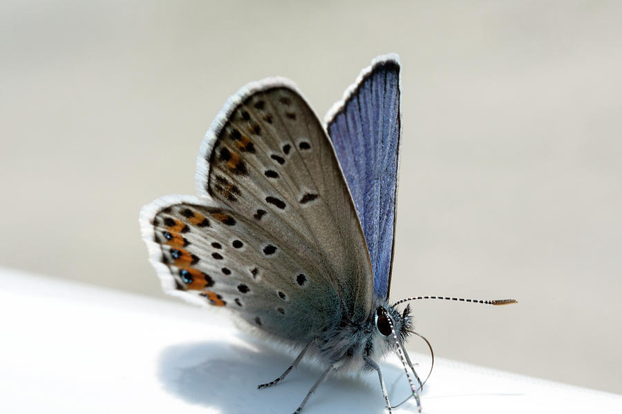 Himmelblauer Blaeuling Schmetterling Photograph