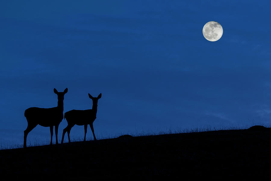Hind with Calf at Night Photograph by Arterra Picture Library