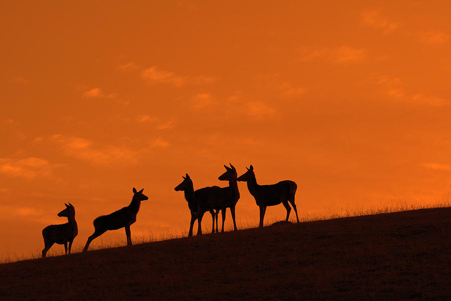 Hinds at Sunset Photograph by Arterra Picture Library