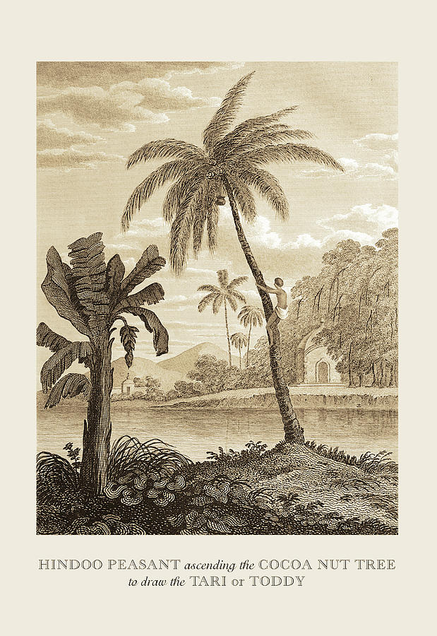 Hindu Peasant Ascending Cocoa Nut Tree Painting by Baron de Montalemert