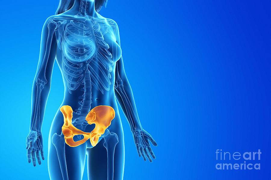 Female hip bone, illustration - Stock Image - F027/1343 - Science Photo  Library