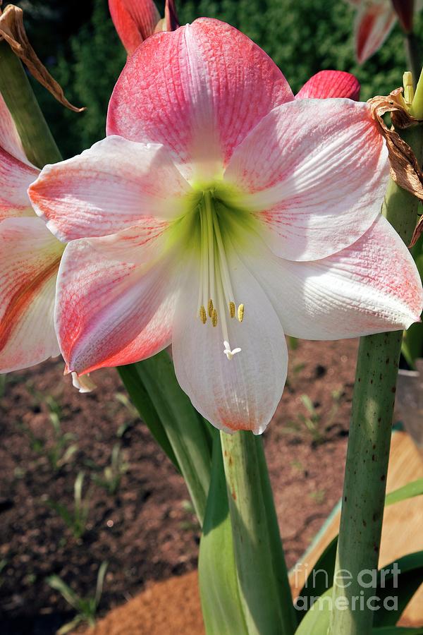Hippeastrum apple Blossom Photograph by Dr Keith Wheeler/science Photo Library