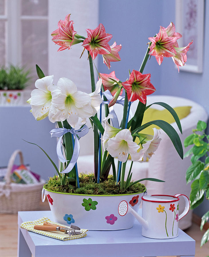 Hippeastrum In White And Salmon In Flowered Jardiniere Photograph by Friedrich Strauss