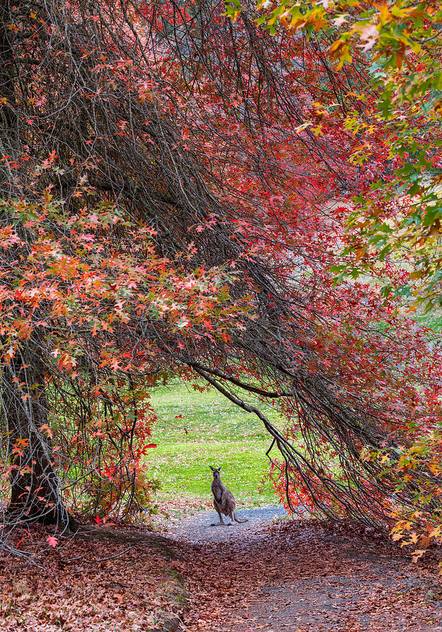Garden Photograph - Hippity Hop Into Autumn! by Wayne Pearson
