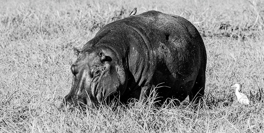 Hippo and Friend Photograph by Marcy Wielfaert