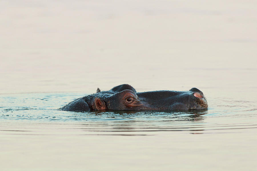Hippo Photograph by Annick Vanderschelden Photography