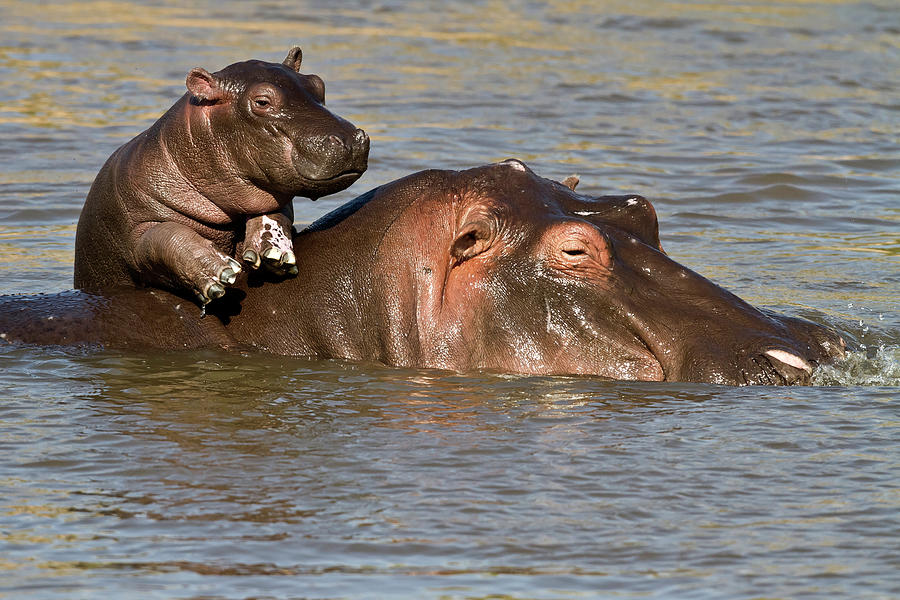 fuddlewuddle hippo