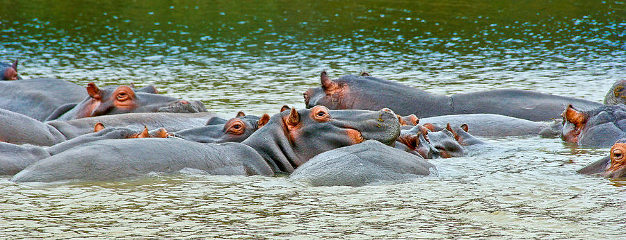 Hippo Bath Photograph by Albert Photo